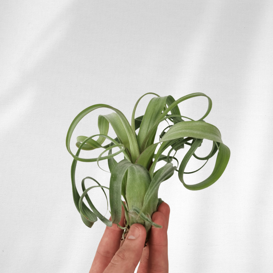Tillandsia Curly Slim